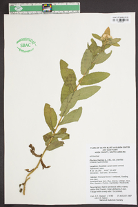 Pluchea foetida var. foetida image