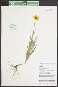 Helianthus angustifolius image