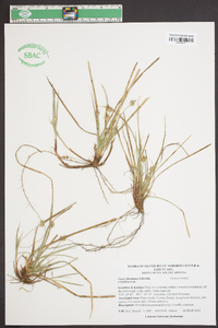 Carex floridana image