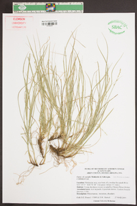 Carex socialis image