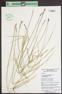 Carex tribuloides var. sangamonensis image