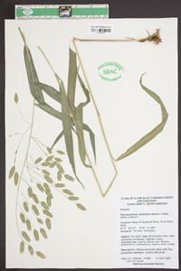 Chasmanthium latifolium image