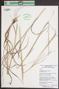 Andropogon ternarius image