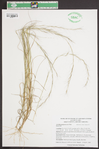 Aristida purpurascens image