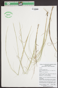 Aristida virgata image