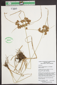 Cyperus pseudovegetus image