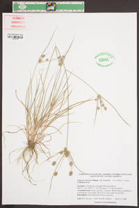 Cyperus retrorsus image