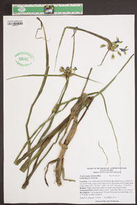 Tradescantia ohiensis image