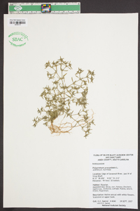 Polypremum procumbens image