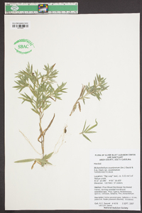 Dichanthelium acuminatum subsp. acuminatum image