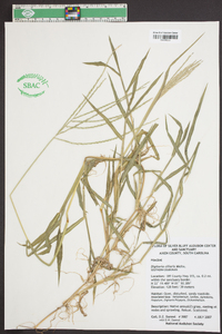 Digitaria ciliaris var. ciliaris image