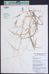 Kellochloa verrucosa image