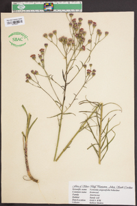 Vernonia angustifolia image