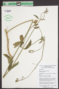 Verbena brasiliensis image