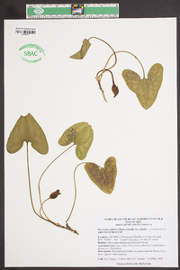 Hexastylis arifolia var. arifolia image