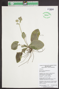 Elephantopus tomentosus image