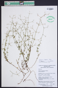 Galium pilosum image