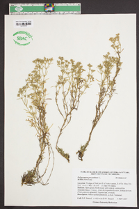 Polypremum procumbens image