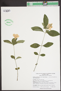 Ruellia caroliniensis image