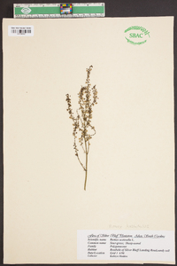 Rumex hastatulus image