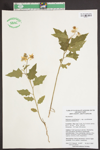 Solanum carolinense var. carolinense image