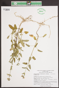 Stachys floridana image
