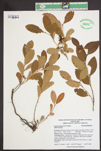 Lyonia mariana image