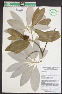 Magnolia virginiana image