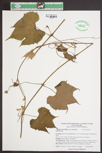 Vitis aestivalis var. aestivalis image