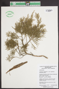 Juniperus virginiana var. virginiana image