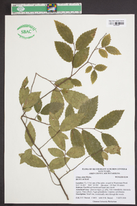 Ulmus alata image