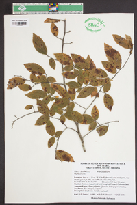 Ulmus alata image