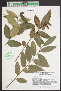 Leucothoe axillaris image