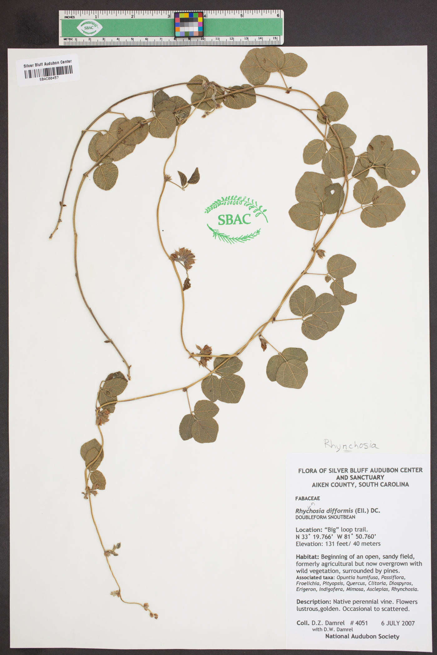 Rhynchosia difformis image