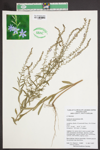 Lythrum lanceolatum image