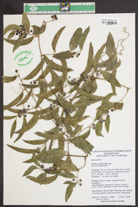 Smilax smallii image