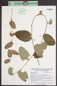 Smilax pumila image