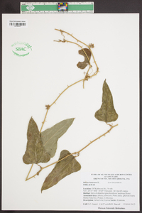 Smilax bona-nox image