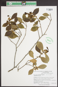 Ilex coriacea image