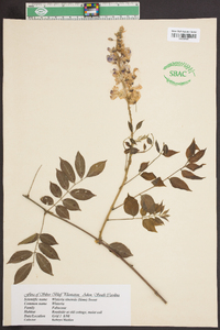 Wisteria sinensis image