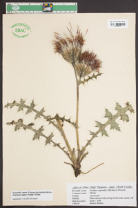 Cirsium horridulum image