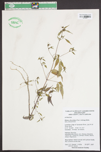 Bidens discoidea image