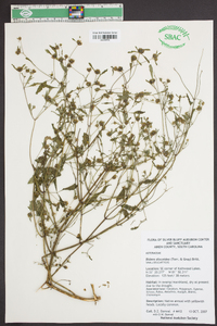 Bidens discoidea image