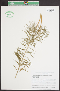 Amsonia ciliata var. tenuifolia image