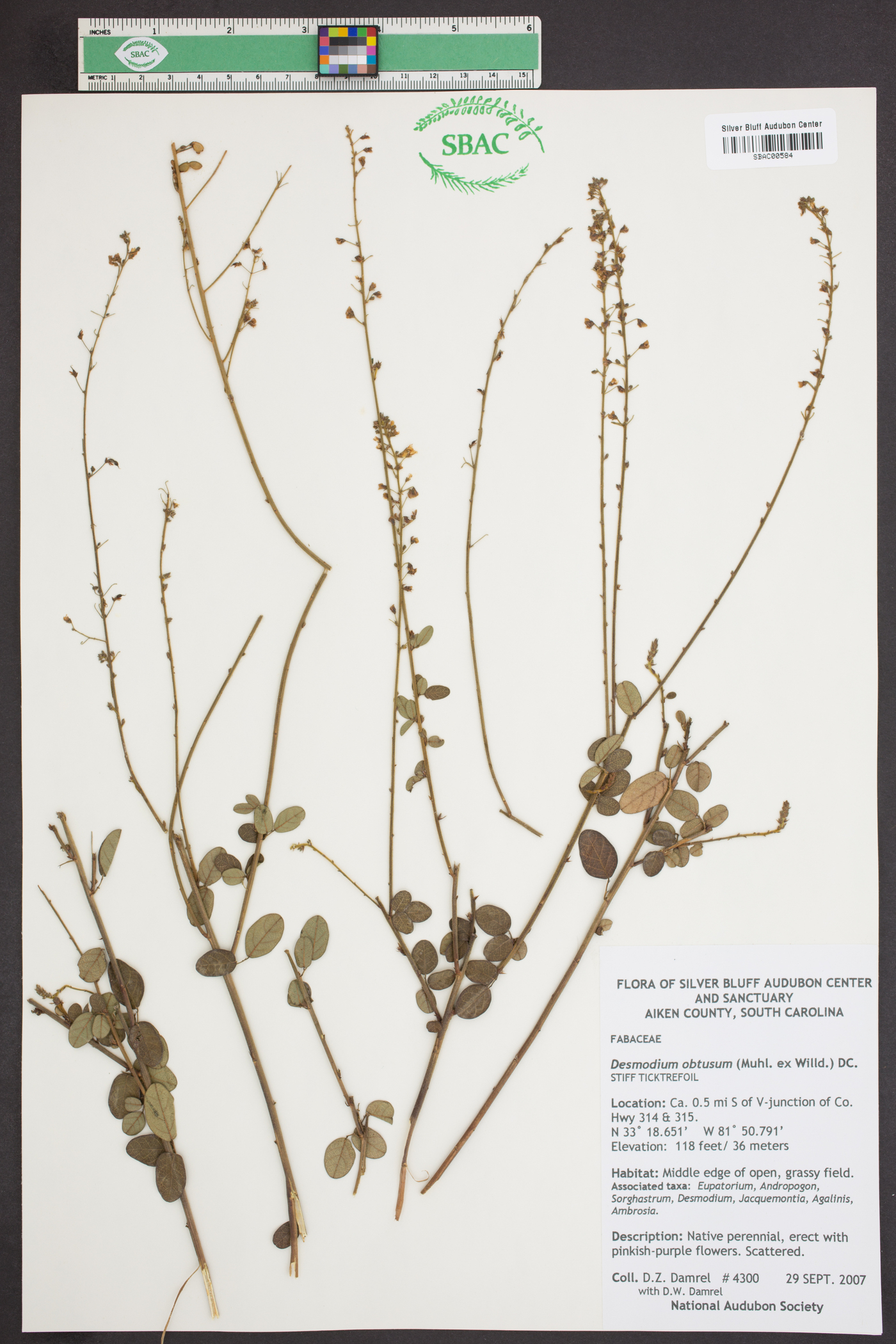 Desmodium obtusum image