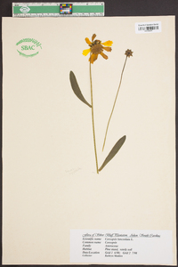 Coreopsis lanceolata image