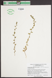 Triodanis perfoliata var. biflora image