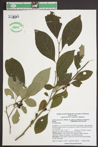 Lindera benzoin var. pubescens image