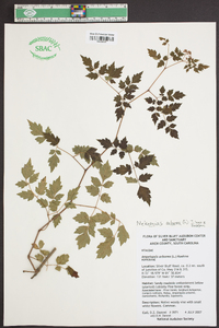 Nekemias arborea image