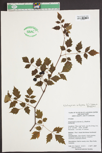 Nekemias arborea image